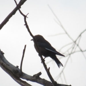 Artamus cyanopterus at Curtin, ACT - 15 Jan 2020