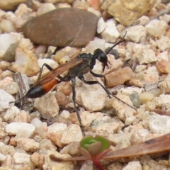 Podalonia tydei (Caterpillar-hunter wasp) at Gigerline Nature Reserve - 2 Mar 2020 by RodDeb