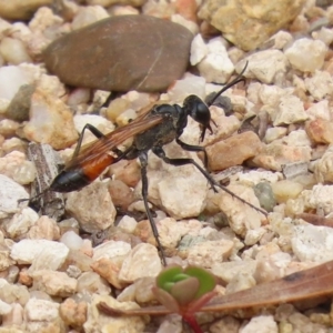 Podalonia tydei at Tennent, ACT - 2 Mar 2020