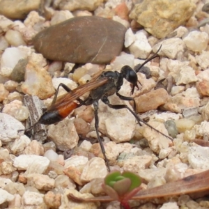 Podalonia tydei at Tennent, ACT - 2 Mar 2020 12:11 PM