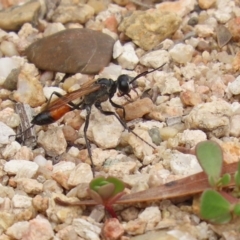 Podalonia tydei at Tennent, ACT - 2 Mar 2020