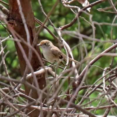 Petroica goodenovii (Red-capped Robin) at Tennent, ACT - 2 Mar 2020 by RodDeb