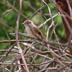 Petroica goodenovii at Tennent, ACT - 2 Mar 2020