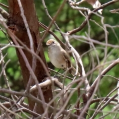 Petroica goodenovii at Tennent, ACT - 2 Mar 2020