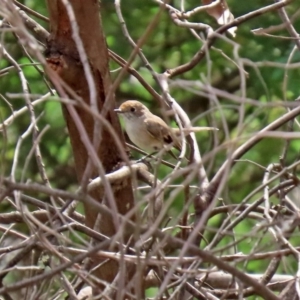 Petroica goodenovii at Tennent, ACT - 2 Mar 2020