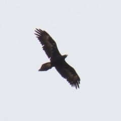 Aquila audax (Wedge-tailed Eagle) at Gigerline Nature Reserve - 2 Mar 2020 by RodDeb