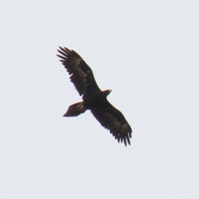 Aquila audax (Wedge-tailed Eagle) at Gigerline Nature Reserve - 2 Mar 2020 by RodDeb