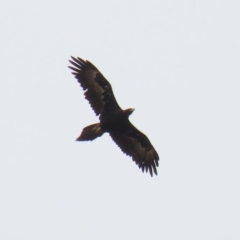 Aquila audax (Wedge-tailed Eagle) at Tennent, ACT - 2 Mar 2020 by RodDeb