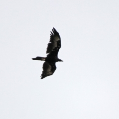 Aquila audax at Tennent, ACT - 2 Mar 2020 12:14 PM