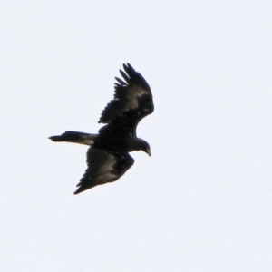 Aquila audax at Tennent, ACT - 2 Mar 2020 12:14 PM