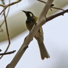 Nesoptilotis leucotis (White-eared Honeyeater) at Tennent, ACT - 1 Mar 2020 by RodDeb