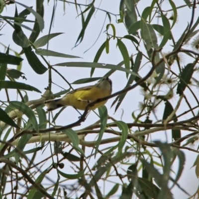Gerygone olivacea (White-throated Gerygone) at Gigerline Nature Reserve - 1 Mar 2020 by RodDeb