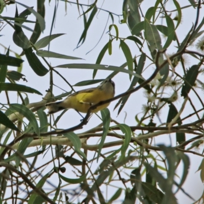 Gerygone olivacea (White-throated Gerygone) at Tennent, ACT - 2 Mar 2020 by RodDeb