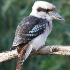 Dacelo novaeguineae (Laughing Kookaburra) at Ainslie, ACT - 23 Feb 2020 by jb2602