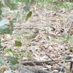 Pyrrholaemus sagittatus (Speckled Warbler) at Red Hill Nature Reserve - 3 Mar 2020 by Ct1000