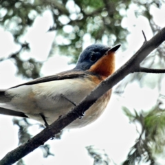 Myiagra rubecula (Leaden Flycatcher) at Deakin, ACT - 3 Mar 2020 by Ct1000