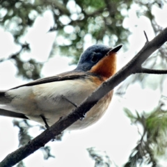 Myiagra rubecula (Leaden Flycatcher) at Red Hill Nature Reserve - 3 Mar 2020 by Ct1000