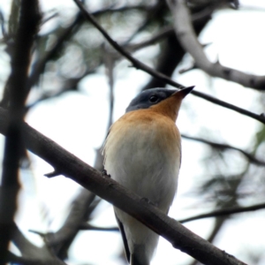 Myiagra rubecula at Deakin, ACT - 3 Mar 2020