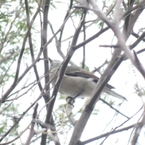 Pachycephala pectoralis at Deakin, ACT - 3 Mar 2020