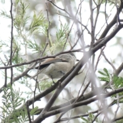 Pachycephala pectoralis at Deakin, ACT - 3 Mar 2020