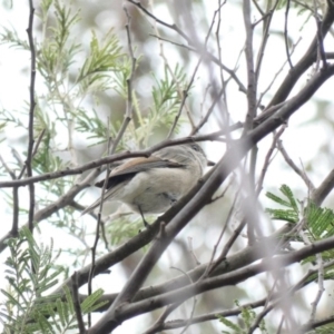 Pachycephala pectoralis at Deakin, ACT - 3 Mar 2020