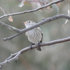 Pachycephala rufiventris (Rufous Whistler) at Deakin, ACT - 3 Mar 2020 by Ct1000