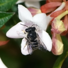 Pseudoanthidium (Immanthidium) repetitum (African carder bee) at Page, ACT - 2 Mar 2020 by dimageau