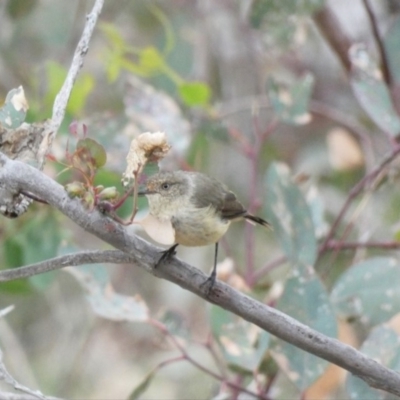 Acanthiza reguloides (Buff-rumped Thornbill) at Deakin, ACT - 3 Mar 2020 by Ct1000