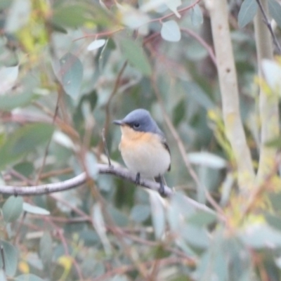 Myiagra rubecula (Leaden Flycatcher) at Deakin, ACT - 3 Mar 2020 by Ct1000