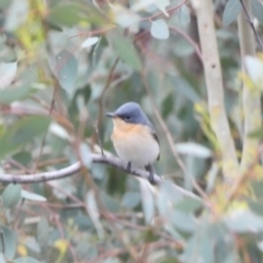 Myiagra rubecula (Leaden Flycatcher) at Red Hill Nature Reserve - 3 Mar 2020 by Ct1000