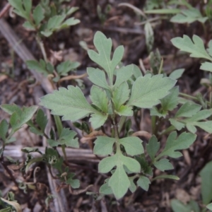 Bidens pilosa at Banks, ACT - 3 Mar 2020 07:05 PM