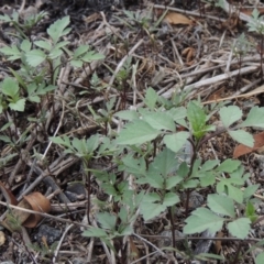 Bidens pilosa at Banks, ACT - 3 Mar 2020 07:05 PM