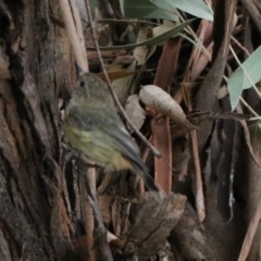 Acanthiza lineata (Striated Thornbill) at Gigerline Nature Reserve - 2 Mar 2020 by RodDeb