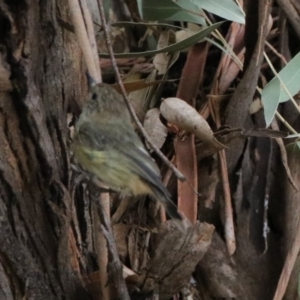 Acanthiza lineata at Tennent, ACT - 2 Mar 2020 12:47 PM