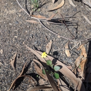 Goodenia hederacea subsp. hederacea at Upper Nepean State Conservation Area - 28 Feb 2020