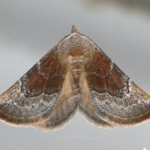 Mataeomera coccophaga at Ainslie, ACT - 23 Feb 2020 12:00 AM