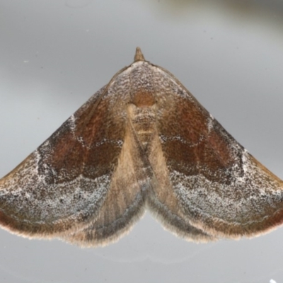 Mataeomera coccophaga (Brown Scale-moth) at Ainslie, ACT - 22 Feb 2020 by jbromilow50