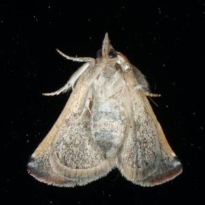 Mataeomera coccophaga at Ainslie, ACT - 23 Feb 2020 12:00 AM