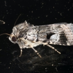 Thoracolopha verecunda (A Noctuid moth (Acronictinae)) at Ainslie, ACT - 23 Feb 2020 by jbromilow50