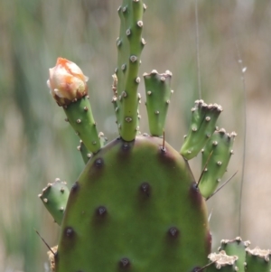 Opuntia elata at Chakola, NSW - 26 Dec 2019