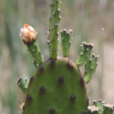 Opuntia elata (A Prickly Pear) at Chakola, NSW - 26 Dec 2019 by MichaelBedingfield