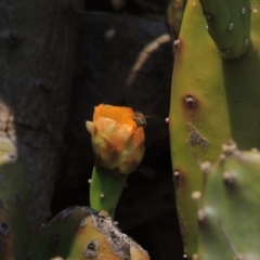 Opuntia elata at Chakola, NSW - 26 Dec 2019