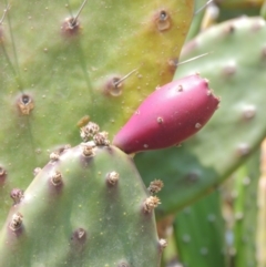 Opuntia elata at Chakola, NSW - 26 Dec 2019