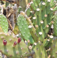 Opuntia elata at Chakola, NSW - 26 Dec 2019