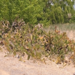 Opuntia elata at Chakola, NSW - 26 Dec 2019