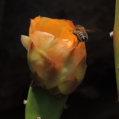 Apis mellifera (European honey bee) at Chakola, NSW - 26 Dec 2019 by michaelb