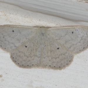 Scopula optivata at Ainslie, ACT - 23 Feb 2020 09:50 PM