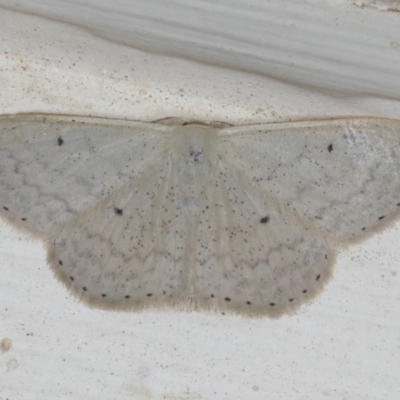 Scopula optivata (Varied Wave) at Ainslie, ACT - 23 Feb 2020 by jb2602