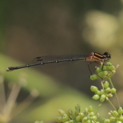 Nososticta solida (Orange Threadtail) at Chakola, NSW - 26 Dec 2019 by MichaelBedingfield