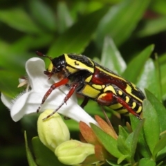 Eupoecila australasiae (Fiddler Beetle) at Evatt, ACT - 1 Mar 2020 by TimL